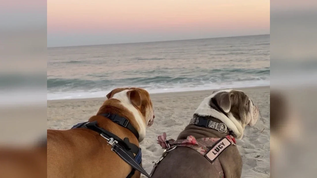 Off-Season, Unbothered: Hank & Lucy Hit Carolina Beach in January