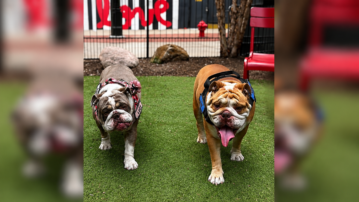 Detroit Is a Bulldog Town: Hank & Lucy Hit Capitol Park