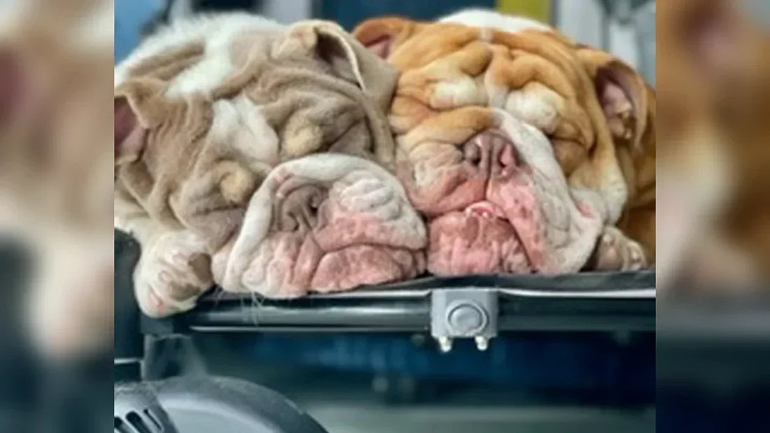 The internet’s most unbothered bulldogs: meet Hank & Lucy