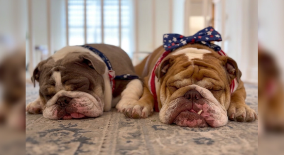 Independence Looks Good on Them: Hank & Lucy's 4th of July