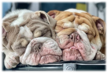 The internet’s most unbothered bulldogs. Hank & Lucy
