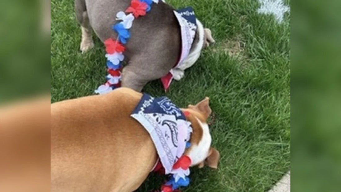 Red, White & Unbothered: Hank & Lucy's Memorial Day on the Water