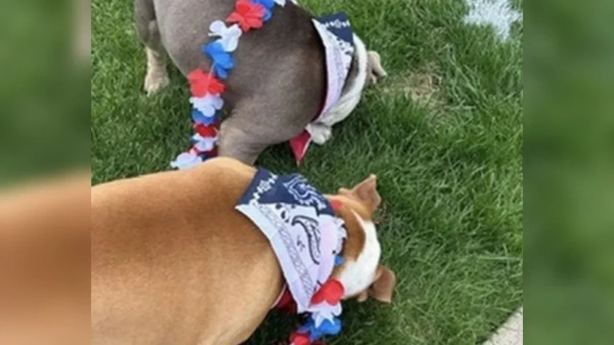 Red, White & Unbothered: Hank & Lucy's Memorial Day on the Water