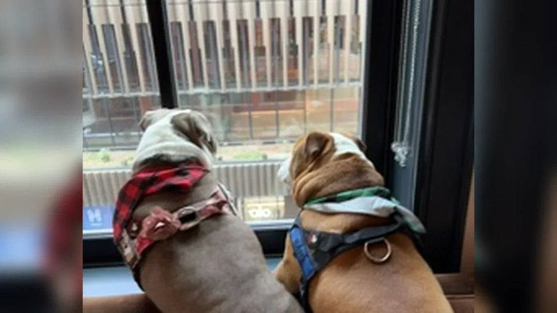A Very Hank & Lucy Christmas: Overnight at the Shinola Hotel, Detroit