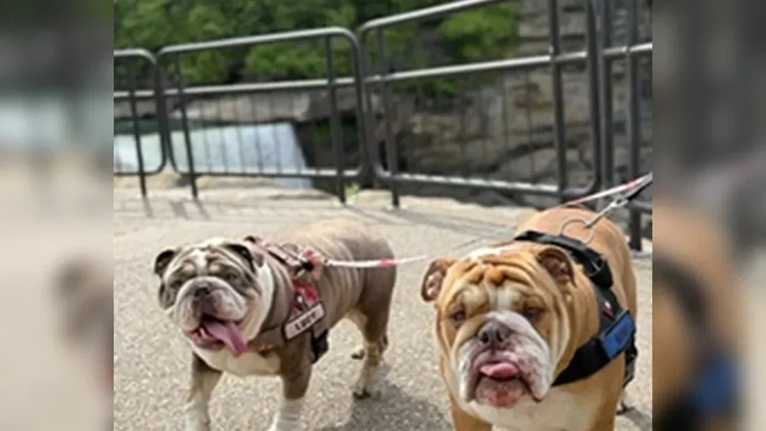 Chasing Waterfalls (Briefly): Hank & Lucy at Cumberland Gap