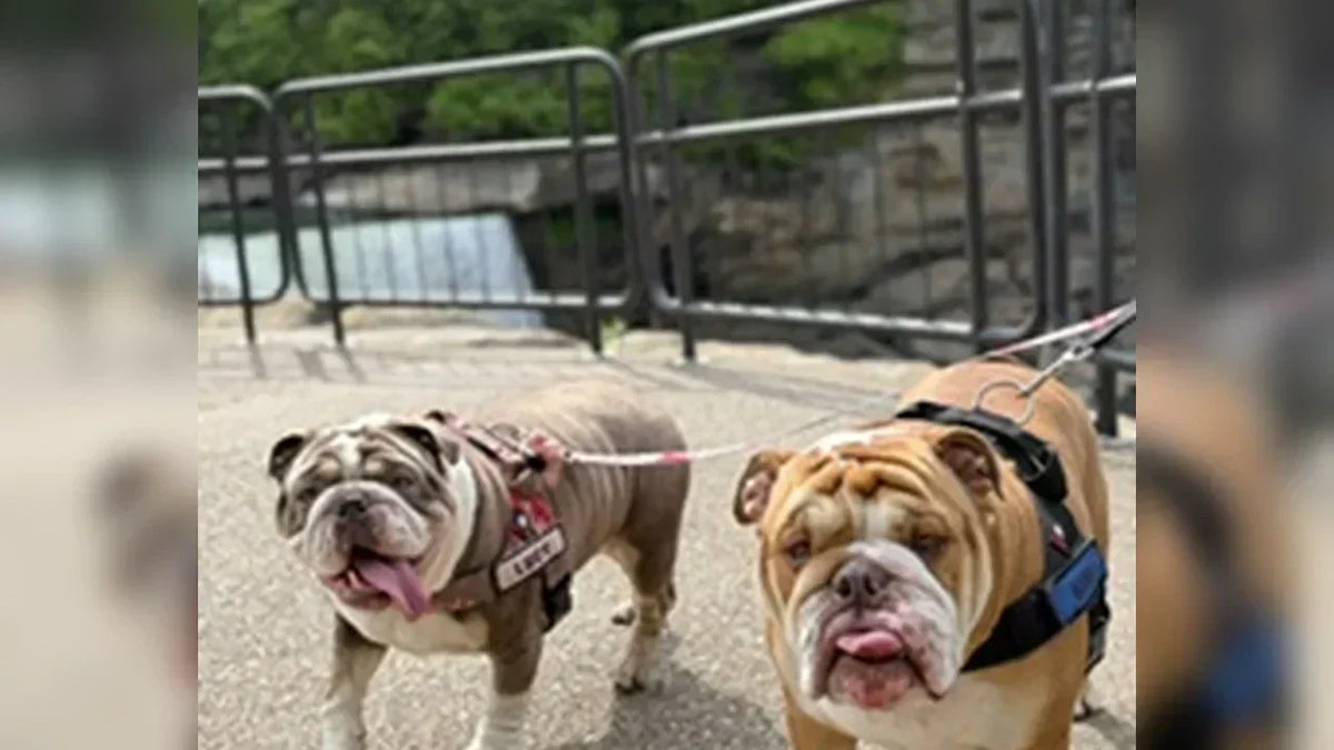 Chasing Waterfalls (Briefly): Hank & Lucy at Cumberland Gap